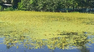 চাঁদপুরে শাহরাস্তিতে বন্যা: সাড়ে ৬ কোটি টাকার ফসল ক্ষতির আশঙ্কা