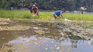 বৃষ্টিতে জলাবদ্ধতা: চাঁদপুরে রোপা আমনসহ আখের ব্যাপক ক্ষতি