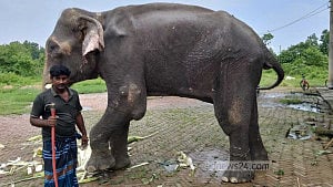 নির্যাতনের শিকার সেই হাতিটির ঠাঁই হলো গাজীপুর সাফারি পার্কে