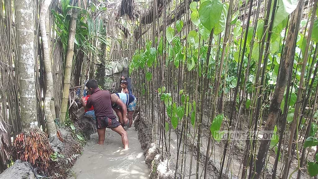চাঁদপুরে বন্যায় ক্ষতিগ্রস্ত পানের বরজ। 