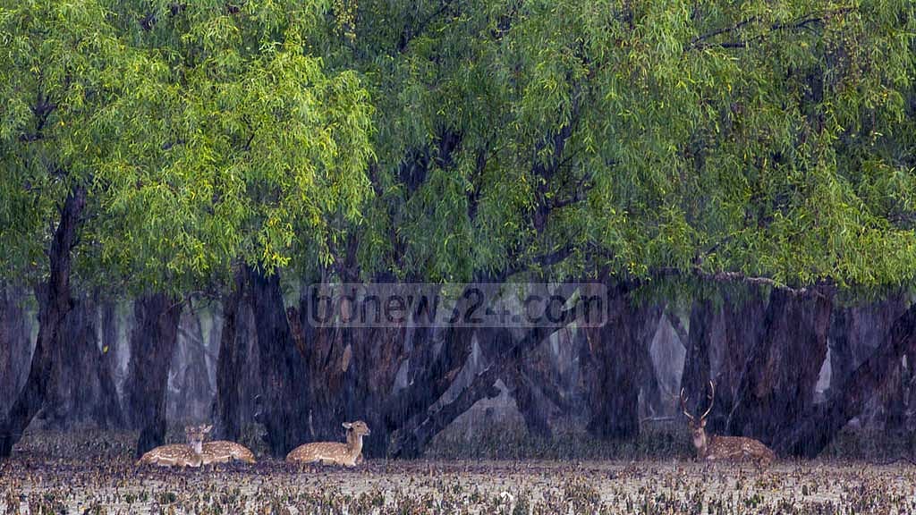 এই বর্ষায় আর দেশের অস্থির সময়ে সুন্দরবনে পর্যটক নেই বললেই। 