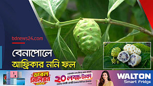 আফ্রিকার ননি ফলের আবাদ বেনাপোলে