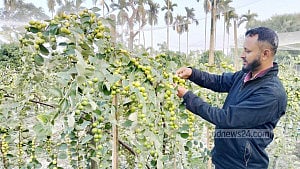 এক মৌসুমে ২২ লাখ টাকার বরই বিক্রির আশা লালমোহনের হোসেন মিয়ার