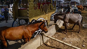 Horse stable on streets