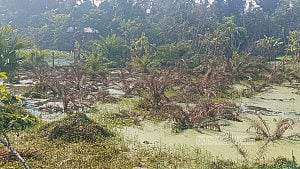 জলাবদ্ধতায় মরল দেশের একমাত্র খেজুর গবেষণা বাগানের গাছ
