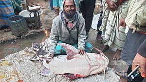 মানিকগঞ্জের পদ্মায় জেলের জালে ৪৪ কেজির বাঘাইর, ৪৮ হাজারে বিক্রি