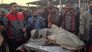 রাজবাড়ীর পদ্মায় জেলের জালে ৫৫ কেজির বাঘাইড়, বিক্রি ৭১ হাজারে