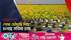 রাজবাড়ীতে মৌমাছি দিয়ে সরিষা চাষ
