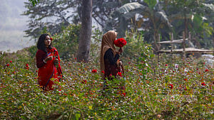 গোলাপ দেখতে এক গ্রামে
