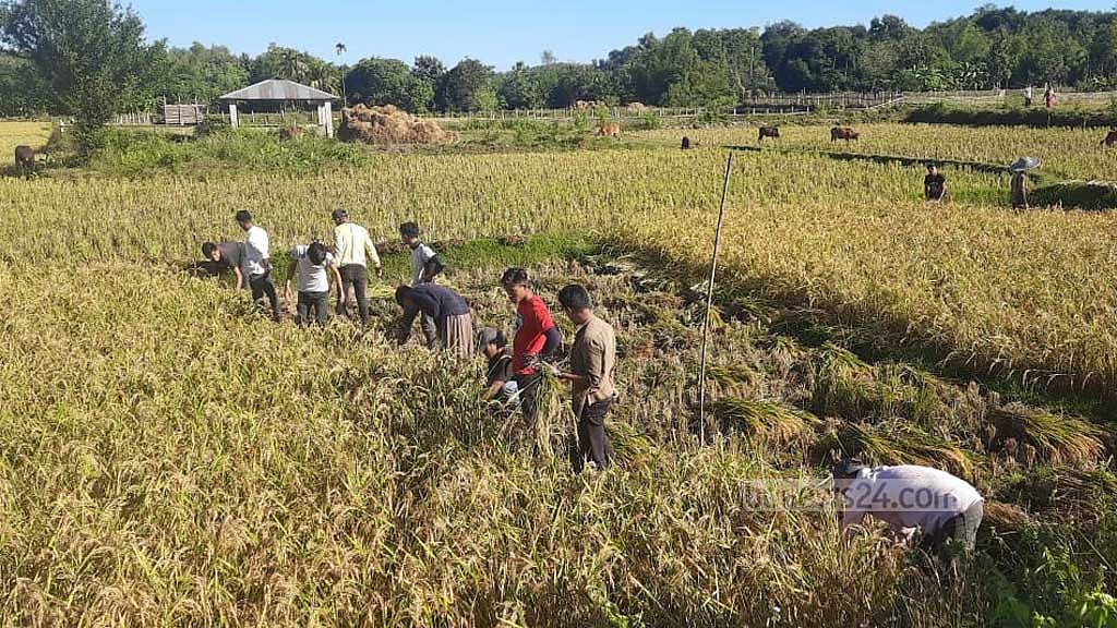ক্যাপশন- ‘শ্রম বিনিময়’ প্রথায় মাঠে ধান কাটছে পাড়াবাসী।ট্যাগ- বান্দরবান জেলা, চট্টগ্রাম বিভাগ, স্বেচ্ছাশ্রম, শ্রম বিনিময়, লাকচা, পাহাড়, মারমা, নৃ-গোষ্ঠী, আমন ধান, পাহাড়ি রীতি, সামাজিক বন্ধন সুদৃঢ়, কৃষি সম্প্রসারণ অধিদপ্তর, জুমচাষ