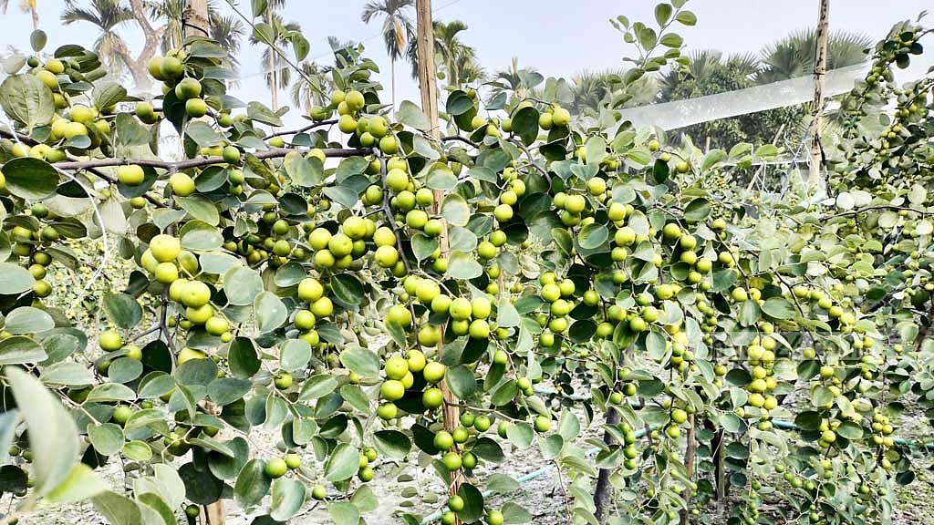 চাষি হোসেনের বাগানে থোকায় থোকায় ঝুলছে বরই। 