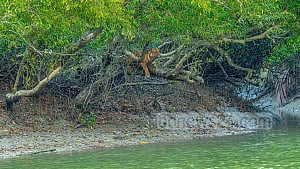 সুন্দরবনে বাঘ বাড়ছে? জানা যাবে সেপ্টেম্বরে