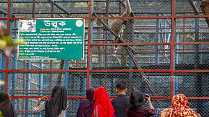 From amusement to abuse: Demeaned zoo animals show distress