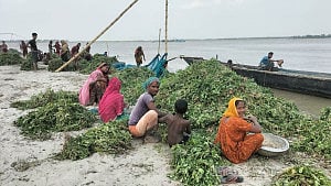 যমুনার পানি বেড়ে পাবনায় শত শত বিঘা বাদাম ক্ষেত প্লাবিত