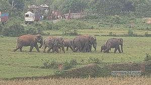 শেরপুর সীমান্তে বন্যহাতির তাণ্ডব, বাড়িঘরে হামলা