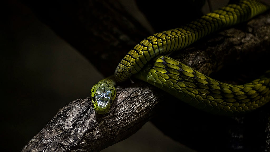 পিক্সাবে