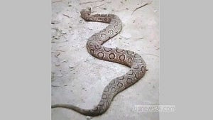 Govt calls for precaution, not eradication of Russell’s viper