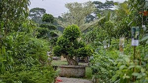 বৃক্ষ মেলায় এক বনসাইয়ের দাম ৮ লাখ