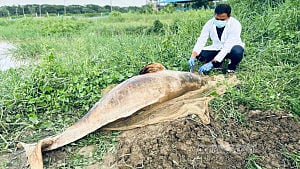 হালদায় আবার মা মাছের মৃত্যু, ভাবাচ্ছে নদীর ‘দূষণ’
