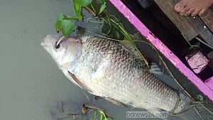 হালদায় মা মাছের মৃত্যুর ঘটনা তদন্তে কমিটি