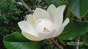 উদয়ে তার ভোরের সুষমা