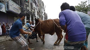 নগরজুড়ে পশু জবাই