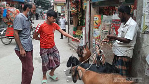 অলি-গলি ঘুরেই ৭০ ছাগল বিক্রি