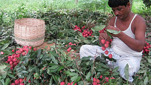‘হামরা বাড়্যাল, আম-লিচির বেবোসা করি’