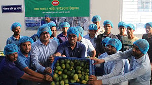 আম সংগ্রহে নেমেছে প্রাণ, লক্ষ্যমাত্রা ৫০ হাজার মেট্রিক টন