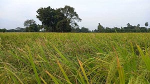 কত ধানে কত চাল