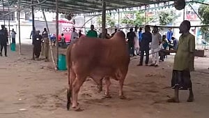 প্যারিস রোডের মাঠে কোরবানি: লক্ষ্য ৫০০, হল ৫০টি