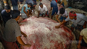 কোরবানির পশুর চামড়া কেন সম্পদ হতে পারছে না?