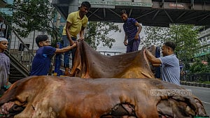 দিনভর কোরবানির পশুর চামড়া সংগ্রহ, হাতবদলও