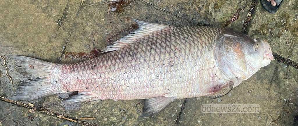 হালদা নদীর হাটহাজারী উপজেলার উত্তর মাদার্শা ইউনিয়নের কুমারখালী এলাকা থেকে শুক্রবার দুটি কাতাল মাছ মৃত অবস্থায় উদ্ধার করা হয়। 