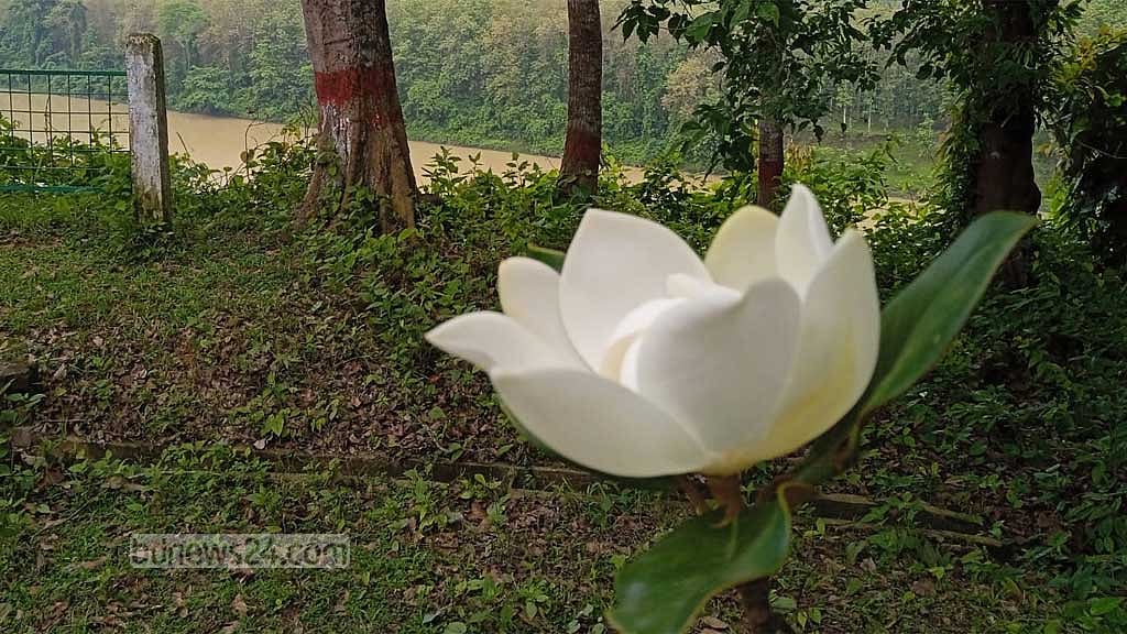কর্ণফুলী নদীর তীরে উদয়পদ্ম ফুল