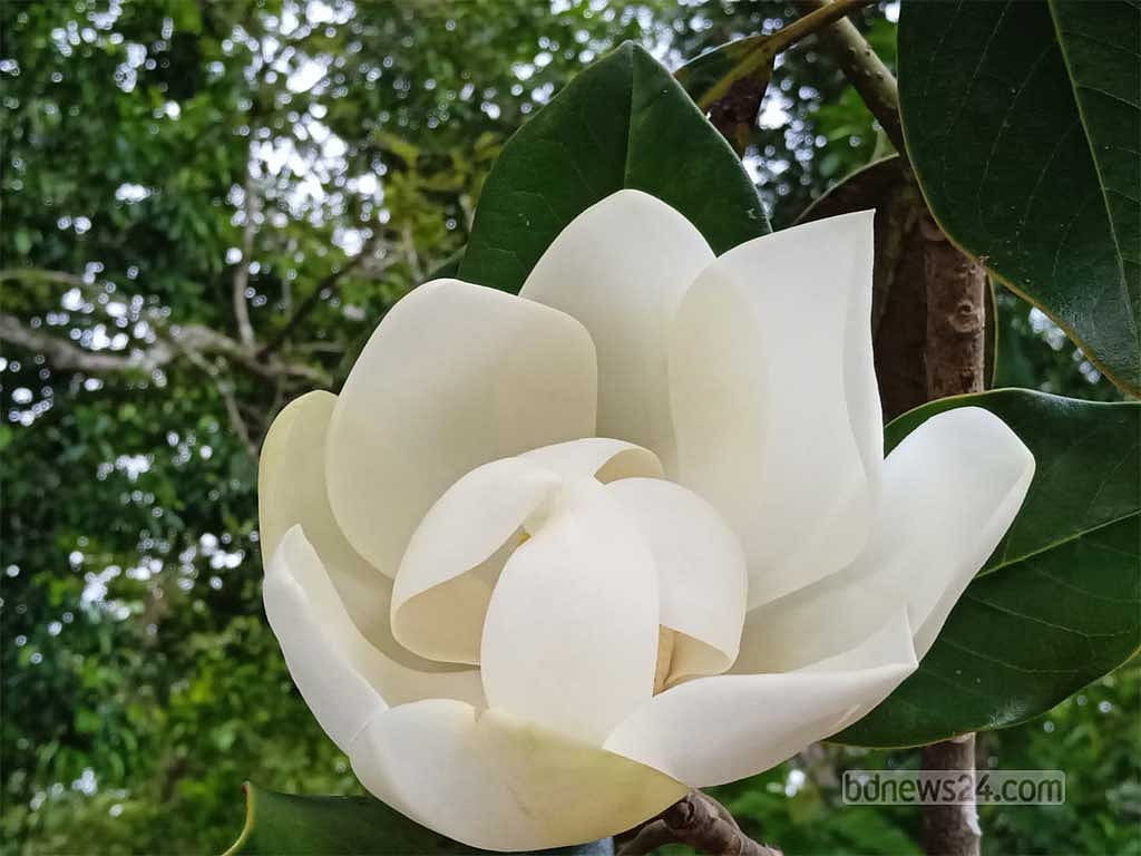 উদয়পদ্ম বা হিমচাঁপা ফুল