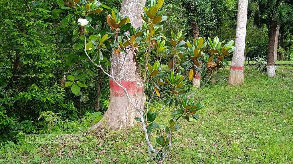 উদয়পদ্ম গাছ
