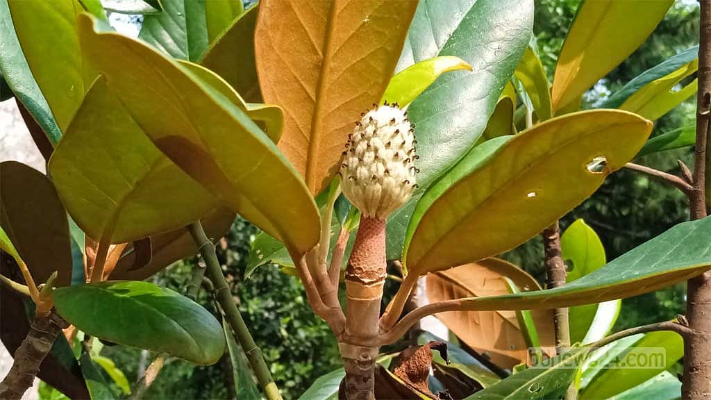 উদয়পদ্ম গাছে ফল ধরেছে