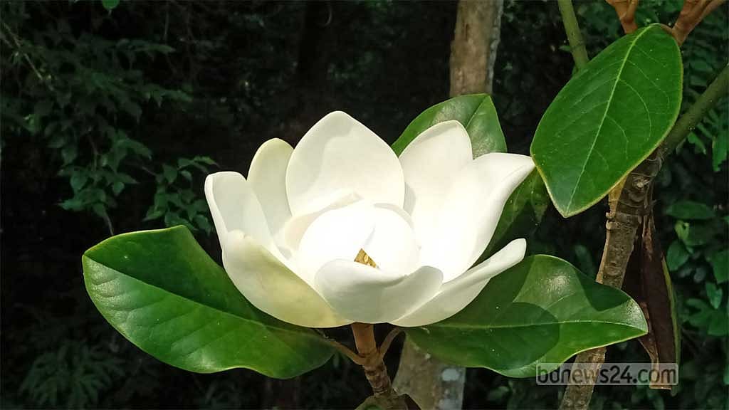 উদয়পদ্ম ফুল
