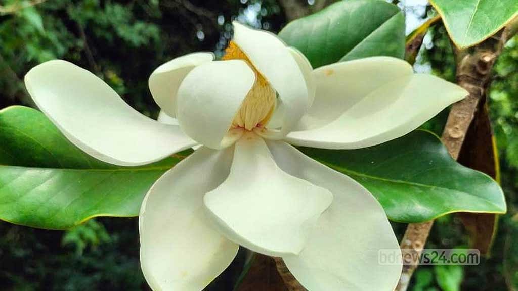 প্রস্ফুটিত উদয়পদ্ম