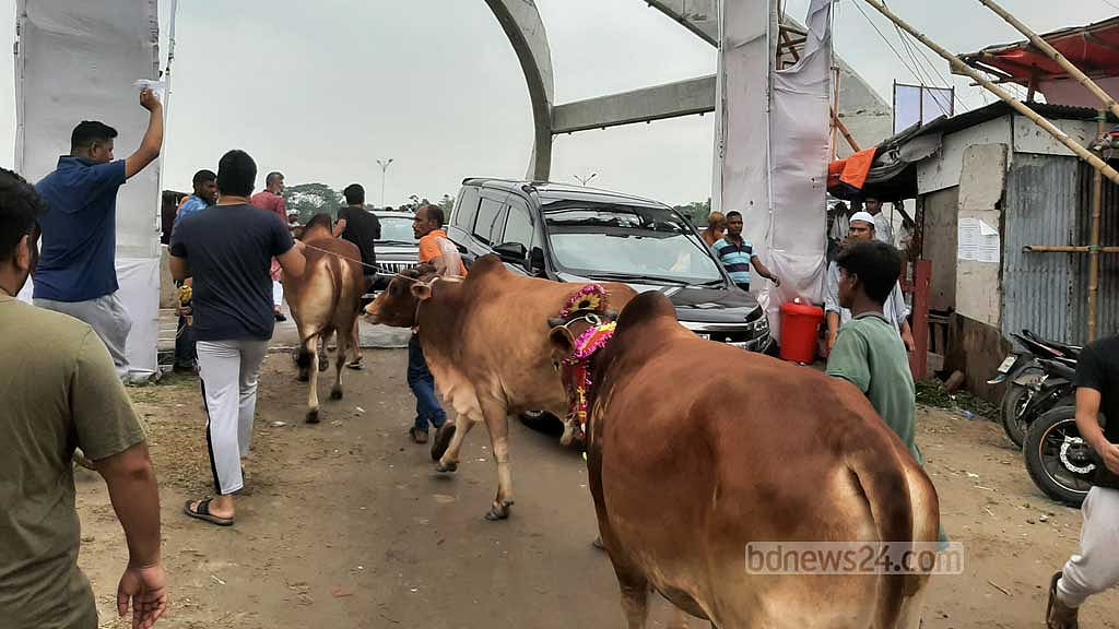 হাট থেকে গরু কিনে বাড়ি নিচ্ছেন ক্রেতারা।