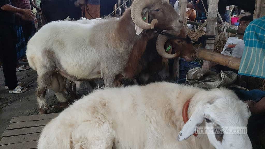 গাজীপুরের একটি খামার থেকে আনা দুম্বা বিক্রি হচ্ছে না। সাড়ে তিন লাখ টাকা দাম শোনার পরই চলে যাচ্ছেন ক্রেতারা। 