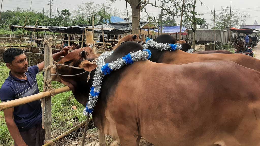 পূর্বাচলে নীলা মার্কেটে আনা দুই পশু আশা ও ভরসাকে মালা পরিয়েছেন খামারি ইউনুস মিয়া।