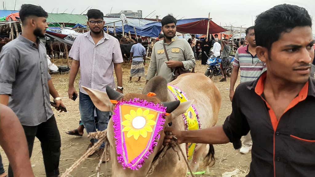 মালা ছাড়াও নানা ধরনের সাজসজ্জার উপকরণ পরানো হয় কোরবানির পশুকে।