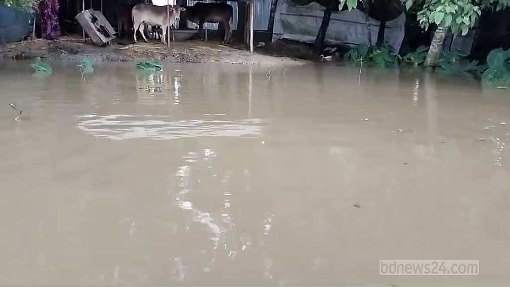 চারদিকে পানি থাকায় গবাদিপশু নিয়ে বিপদের মধ্যে পড়েছেন নেত্রকোণা জেলার বন্যা আক্রান্ত অনেক গ্রামের মানুষ। 