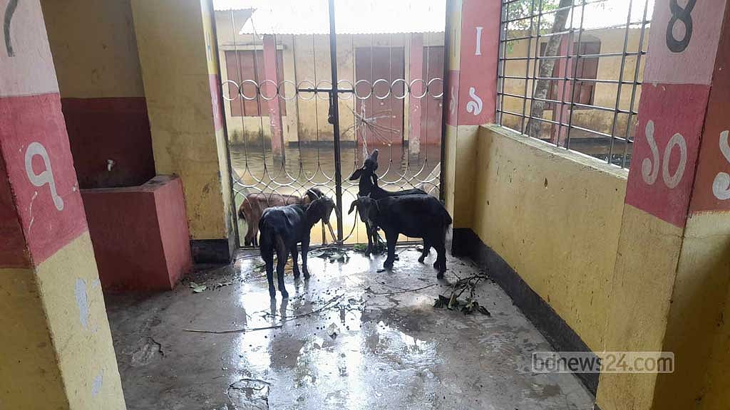 কোম্পানীগঞ্জ উপজেলার সদর প্রাথমিক বিদ্যালয় আশ্রয়কেন্দ্রে বেঁধে রাখা গবাদি পশু।