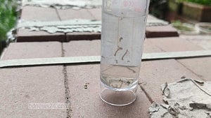 এপ্রিলেই ঢাকার ১৫% বাড়িতে এইডিসের লার্ভা