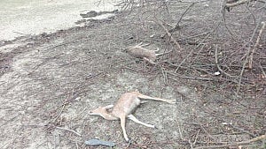 Remal: Another 44 Sundarbans animals found dead