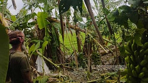 রেমাল: বরিশাল বিভাগের কৃষিতে ক্ষতি ৫০০ কোটি টাকার বেশি