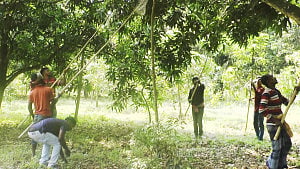 চুয়াডাঙ্গায় আম সংগ্রহ শুরু, উৎপাদন লক্ষ্যমাত্রা ৩০ হাজার ৮১০ মেট্রিকটন